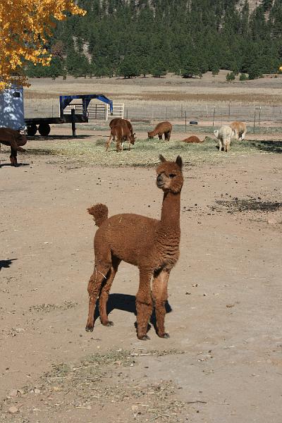 20081029 Alpacas 021.jpg